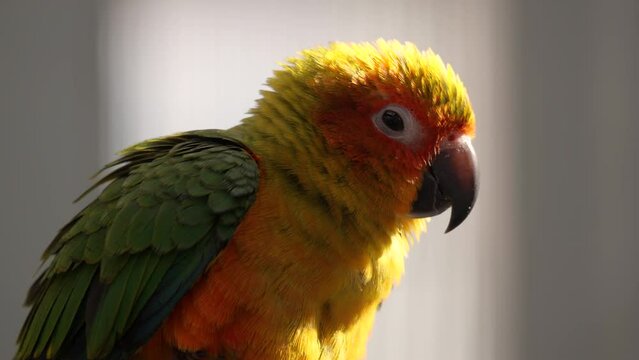 Close-up of Sun Parakeet or Sun Conure Bird Backlit
