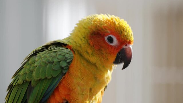 Close up of sun parakeet (Aratinga Solstitialis) flipping wings and yells opening beak
