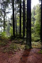View in to tall pine trees on a summers day 