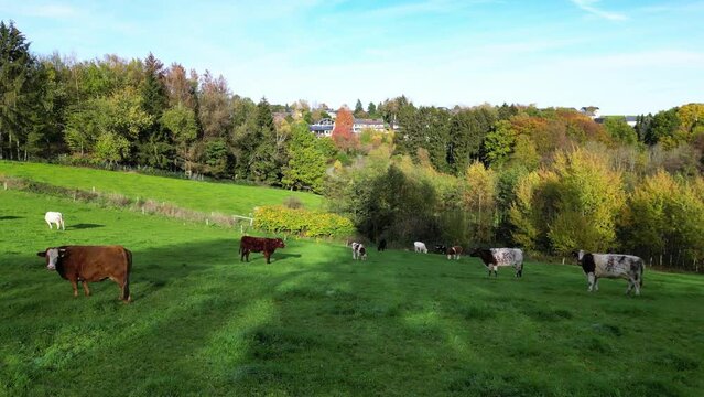 Cows grazing in the meadow in Germany