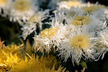 Close up photo of a bunch of dark white chrysanthemum flowers with yellow centers and white tips on...