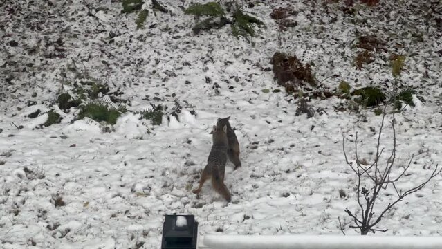 Two young coyotes playing in fresh snow in backyard near home deck with woods in background 