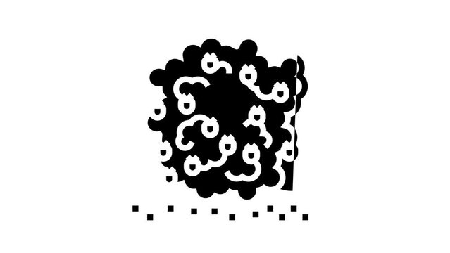 plant raspberry fruit line icon animation