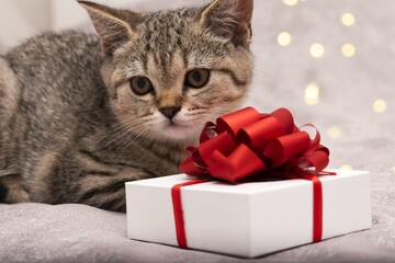 Beautiful scottish straight kitten and white gift box with red bow on grey background with blurred light