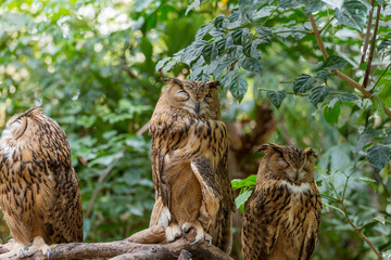 An owl at the zoo