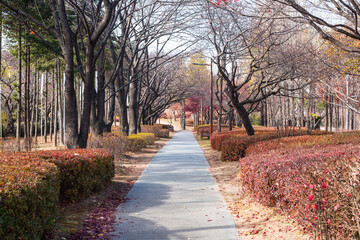 Obraz premium a beautiful road in the autumn park