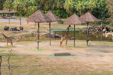 Zebras, wildebeests, giraffes and other animals in the zoo