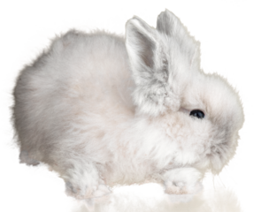 Fluffy White Rabbit