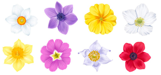 drawing spring flowers, primroses, daffodil, anemone,narcissus and windflower isolated at white background , hand drawn botanical illustration