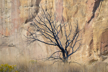 Fototapeta premium Dead Tree Detail in Smith Rock State Park in Oregon