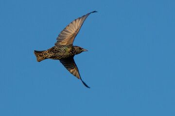 Iridescent European Starling in Flight