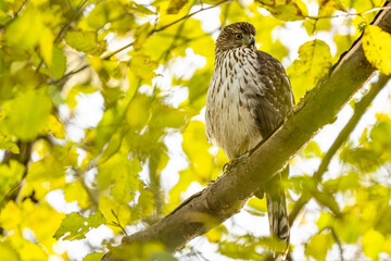 Immature Cooper's Hawk Searches for His Next Meal