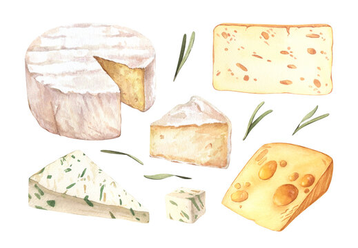 Cheeses with cutted pieces watercolor eimage. Creamy cutted brie or camembert cheese illustration. Delicious food image. French cuisine milk product. Tasty healthy cream organic snack