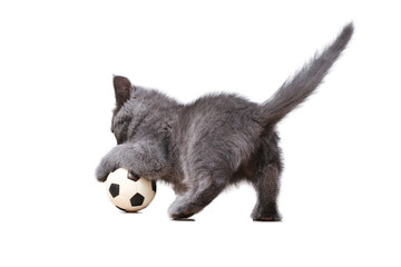 Obraz premium A small gray kitten plays with toy a soccer ball isolated on white background. Cat toys. The cat is a football player. Playing with a football.