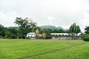 Botanical Garden in Roseau, Dominica with tropical traveler's palm and mountains in the background