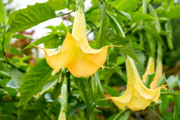 Exotic big yellow flowers of Yellow Angel's Trumpet plant in a fall garden, as a nature background
