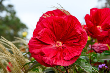 Bright red flower of a Hardy Hibiscus plant blooming in a fall garden, as a nature background
