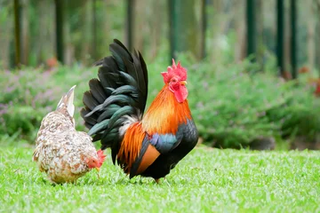 Foto op Plexiglas A small bantam rooster looking for food on the grass. beautiful chicken on the grass © STOCK PHOTO 4 U
