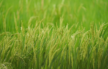 Fresh raw rice paddy plant on green grass field. close up shot, Agriculture, Crop and Farming Concept
