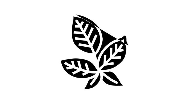 green blackberry leaf line icon animation