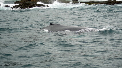 Dorsal fin of a humpback whale in Machalilla National Park, off the coast of Puerto Lopez, Ecuador