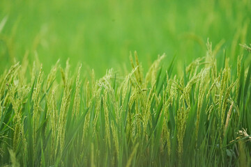 Fresh raw rice paddy plant on green grass field. close up shot, Agriculture, Crop and Farming Concept