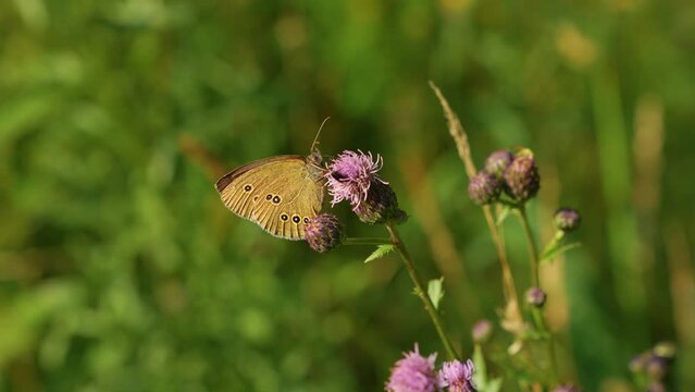 A butterfly and other insects on a flower. Phengaris butterfly and other insects on a flower. Eastern Europe. Camera Sony a7SIII.