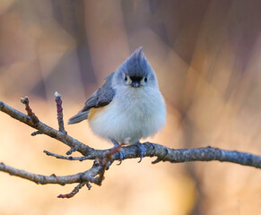 tufted titmouse bird standing on tree branch in autumn