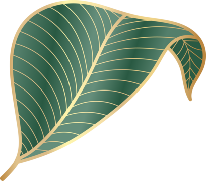 Calathea orbifolia leaf