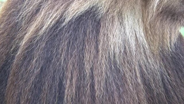 Gelada Baboon (Theropithecus gelada), Shot of hair