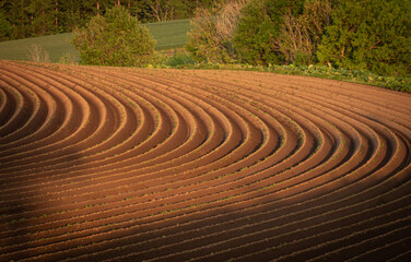 The ridges of the field drawing beautiful curves