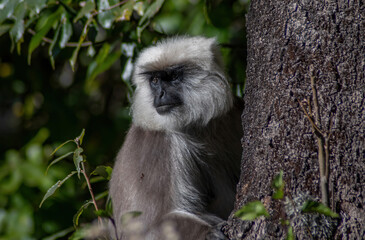 Grey langur behind a tree int the forest of Bhutan