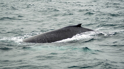 Dorsal fin of a humpback whale in Machalilla National Park, off the coast of Puerto Lopez, Ecuador