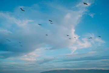 Flock of flying pelicans. Cloudy sky and silhouette of flying birds. Tranquil scene, freedom, hope, motivation concept