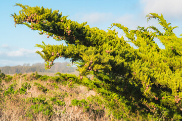 Branch of cypress tree with pine cones, green hills and California native forest on background. Los Osos, California