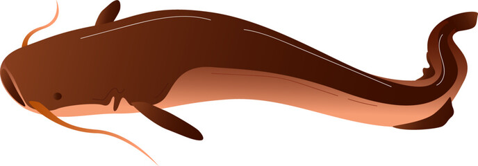 Catfish isolated on white, wildlife fish vector illustration. Cartoon aquatic animal with long tail from sea, fishing flat design.