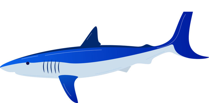 Shark, sea fish isolated on white, vector illustration. Underwater ocean animal, wild cartoon nature in water. Predator wildlife, blue scary fisk
