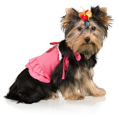 Yorkshire Terrier Sitting Isolated