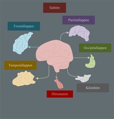 Das menschliche Gehirn besteht aus verschiedenen Teilen, darunter vier Lappen