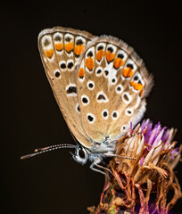 Macrophotography of a Brown Argus Butterfly (Aricia agestis) on a flower with black background. Extremely close-up and details.