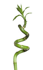 Curly Bamboo