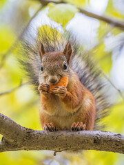 The squirrel sits on tree with carrot in the autumn. Eurasian red squirrel, Sciurus vulgaris.