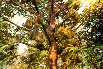 Durians popular fruits, Fresh durians in baskets, Durians plantations, Durians the king of fruits and can be grown in the right Tropical area only, Chantaburi province, Thailand is the best products.