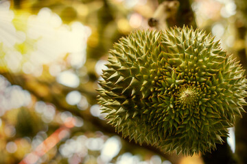 Durians popular fruits, Fresh durians in baskets, Durians plantations, Durians the king of fruits and can be grown in the right Tropical area only, Chantaburi province, Thailand is the best products.