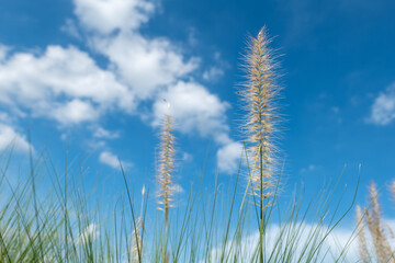 Fototapeta premium grass and flower field, grass and flower field on blue sky background, Beautiful meadow field with fresh grass.