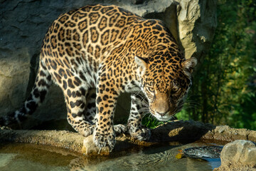 Fototapeta na wymiar The jaguar (Panthera onca) is a big cat