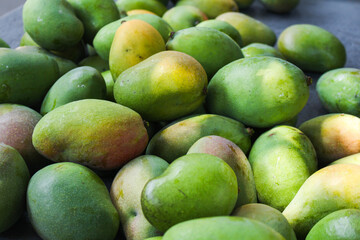 Bunch of green mangoes harvested from the mango tree.