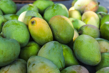 Bunch of green mangoes harvested from the mango tree.