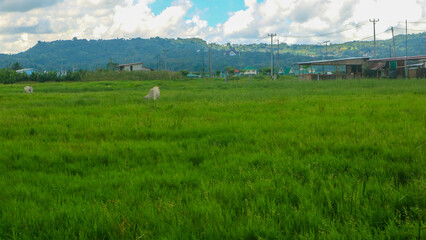 Fototapeta na wymiar beautiful rice field with blue cloudy sky