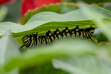 Eine Raupe des Monarch Schmetterlings unter einem Blatt hängend